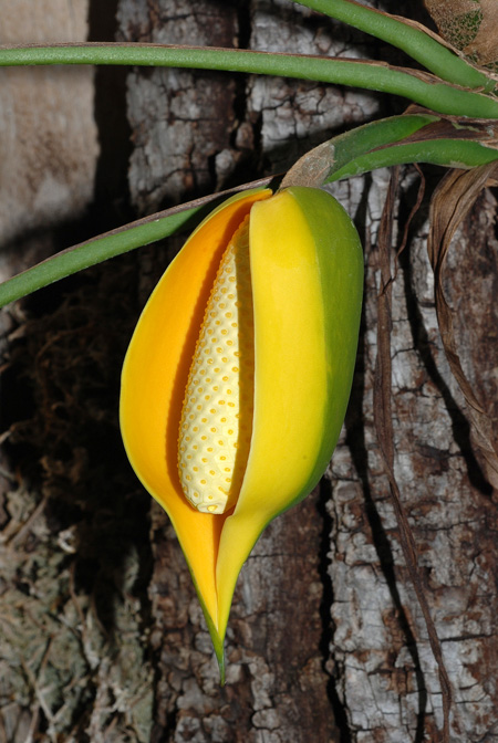 Rhaphidophora hookeri
