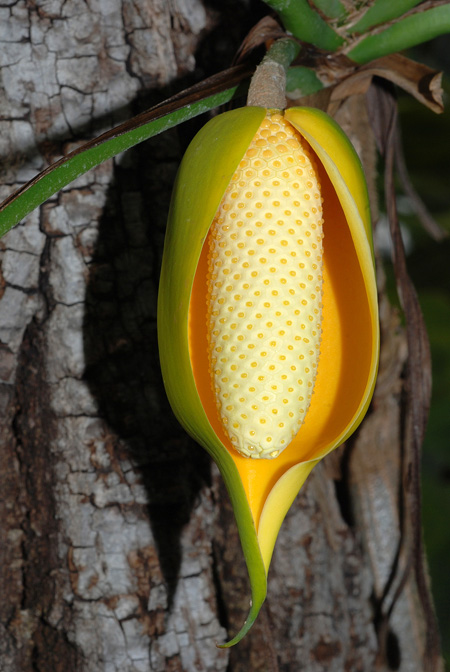 Rhaphidophora hookeri