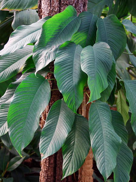 Rhaphidophora hookeri