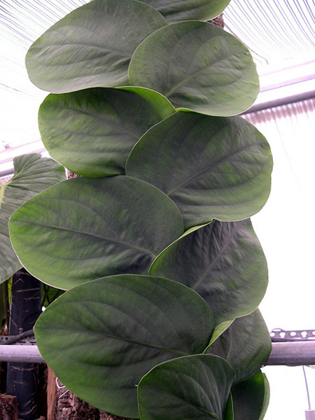Rhaphidophora korthalsii