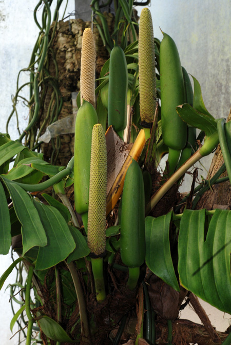 Rhaphidophora korthalsii