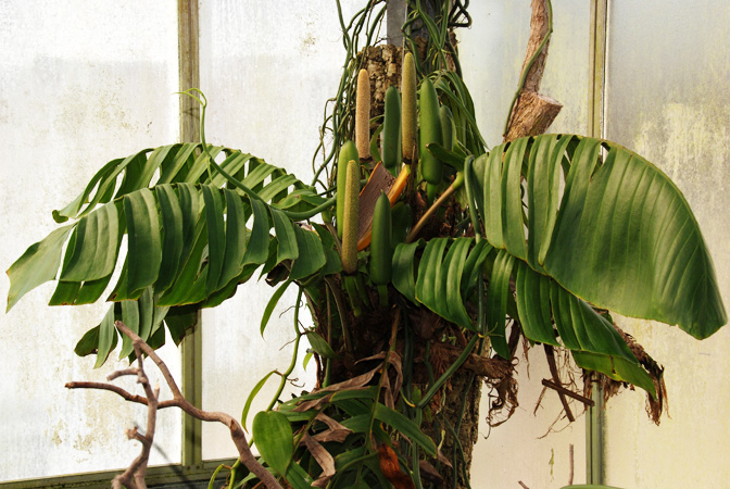 Rhaphidophora korthalsii