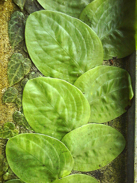 Rhaphidophora korthalsii