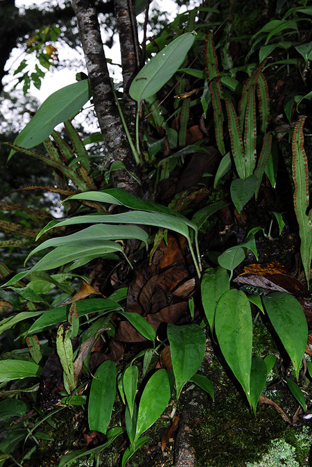 Rhaphidophora lancifolia