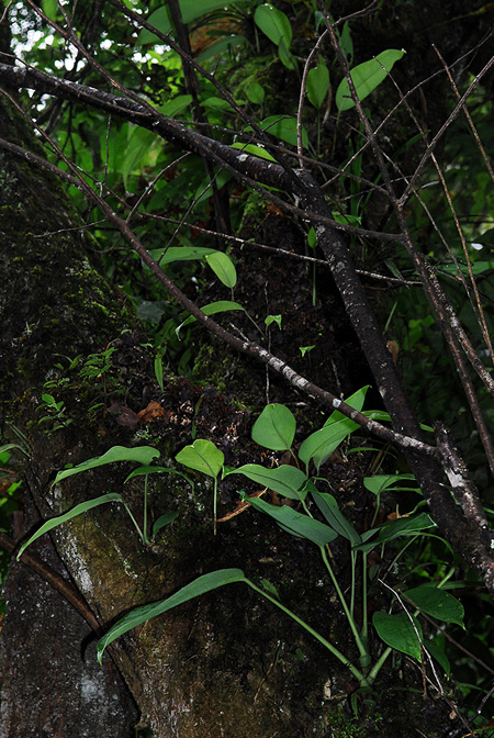 Rhaphidophora lancifolia