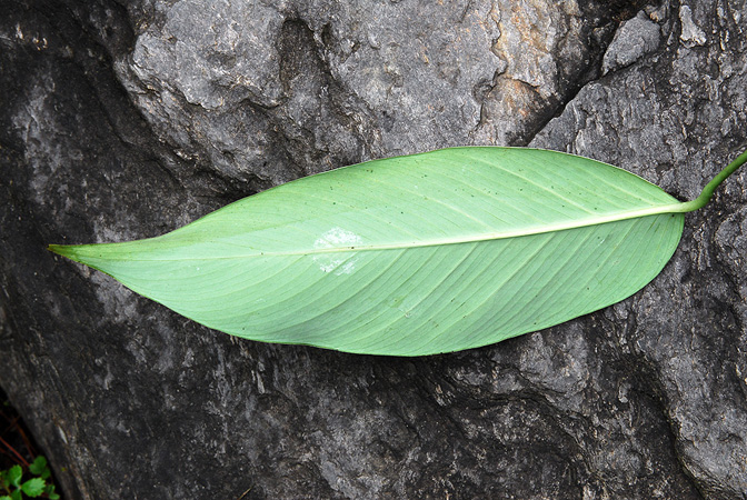 Rhaphidophora lancifolia