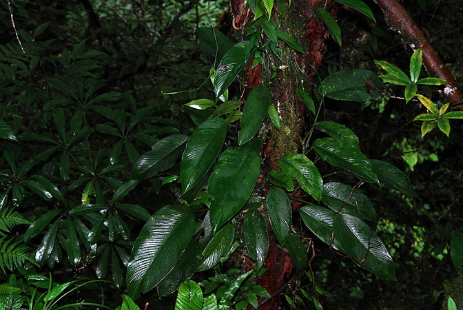 Rhaphidophora lancifolia
