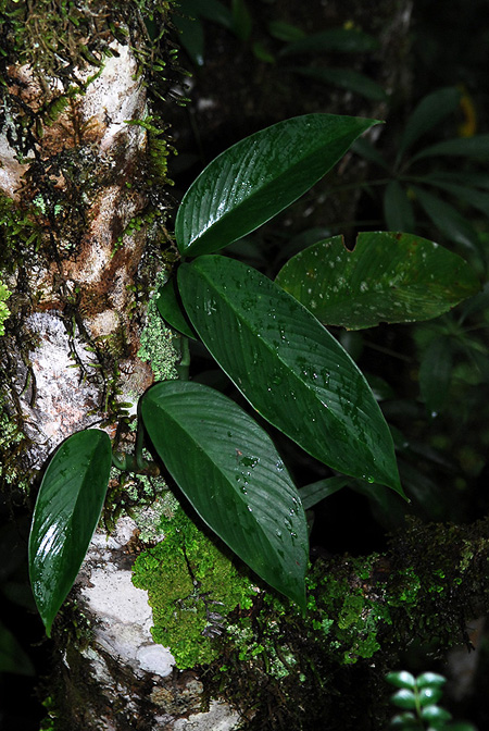 Rhaphidophora lancifolia