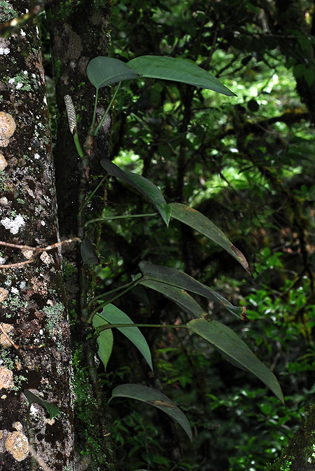 Rhaphidophora lancifolia