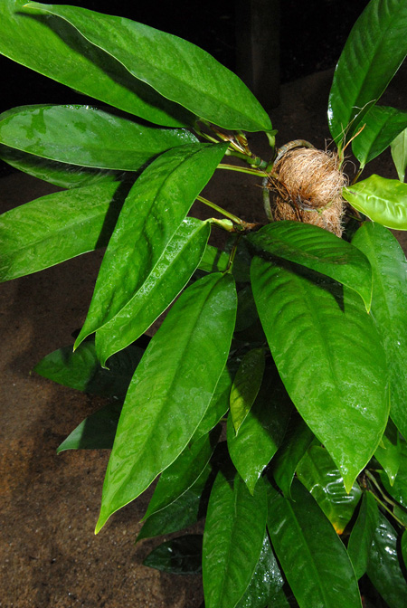 Rhaphidophora lobbii