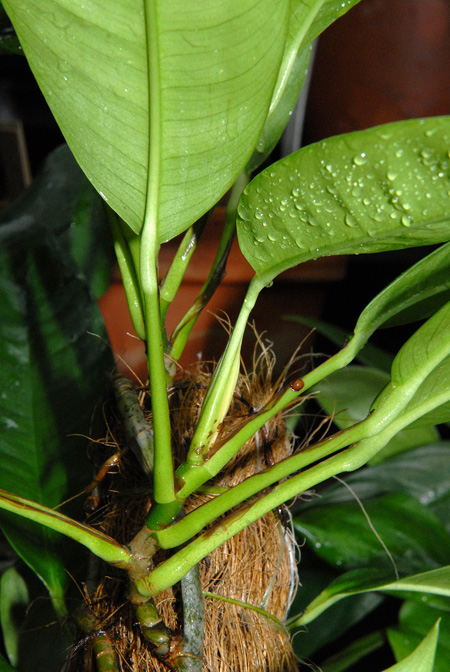 Rhaphidophora lobbii
