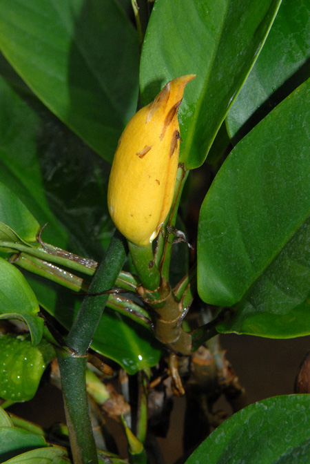 Rhaphidophora lobbii