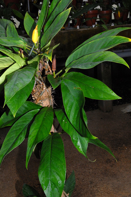 Rhaphidophora lobbii