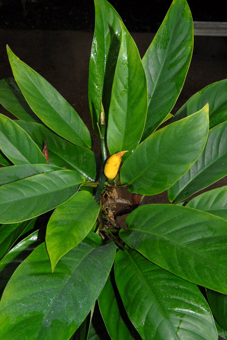 Rhaphidophora lobbii