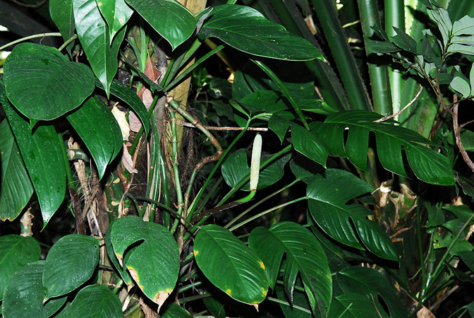 Rhaphidophora luchunensis