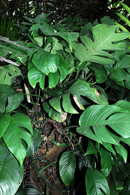 Rhaphidophora luchunensis
