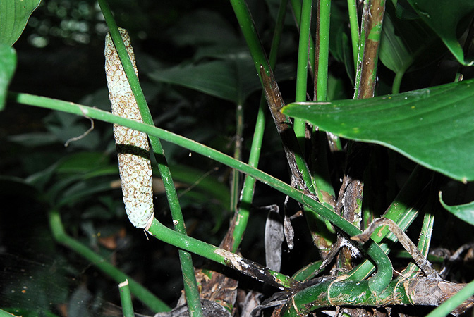Rhaphidophora luchunensis