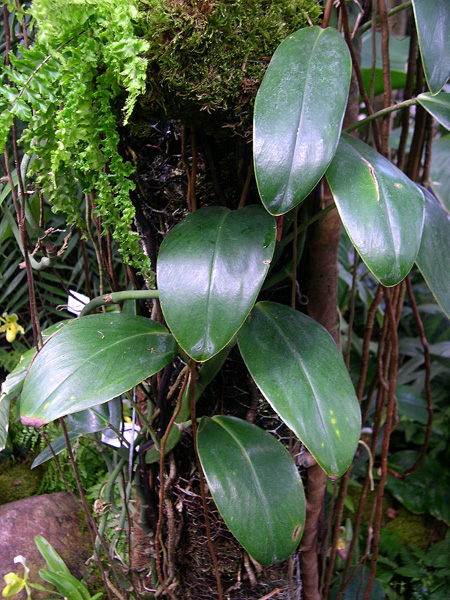 Rhaphidophora maingayi