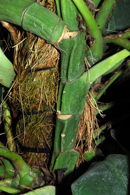 Rhaphidophora maingayi