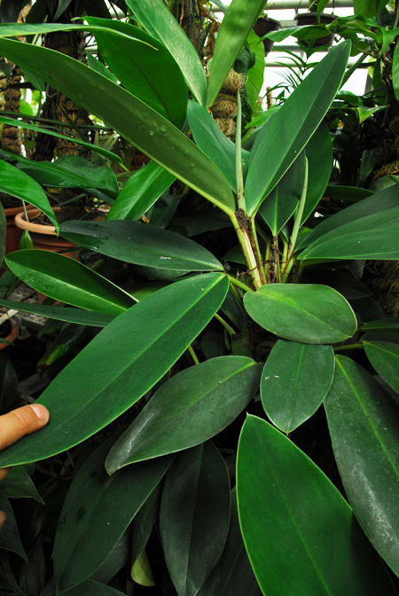 Rhaphidophora maingayi