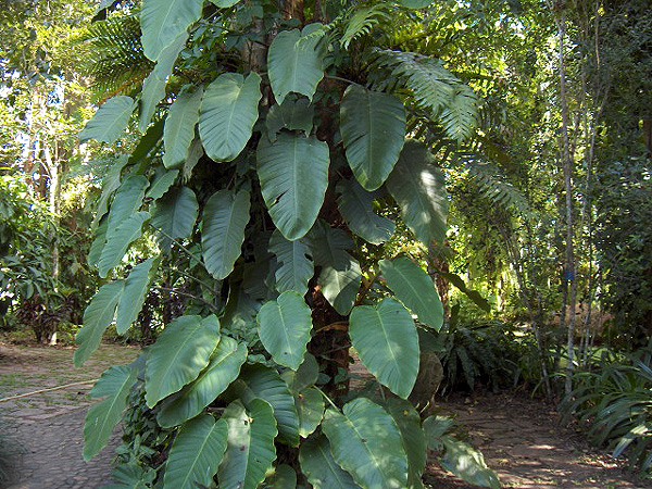 Rhaphidophora megaphylla