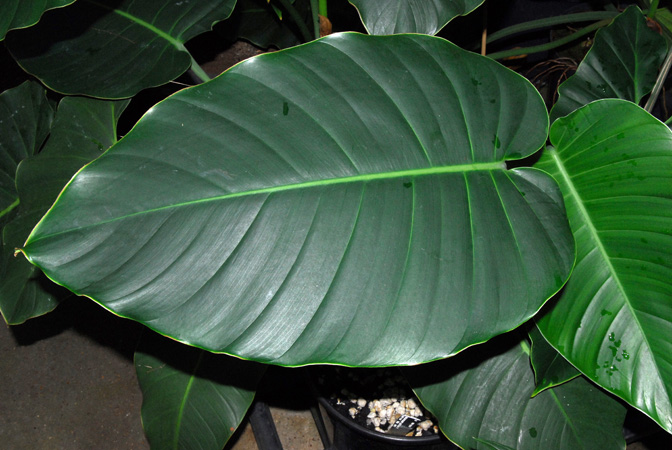 Rhaphidophora megaphylla