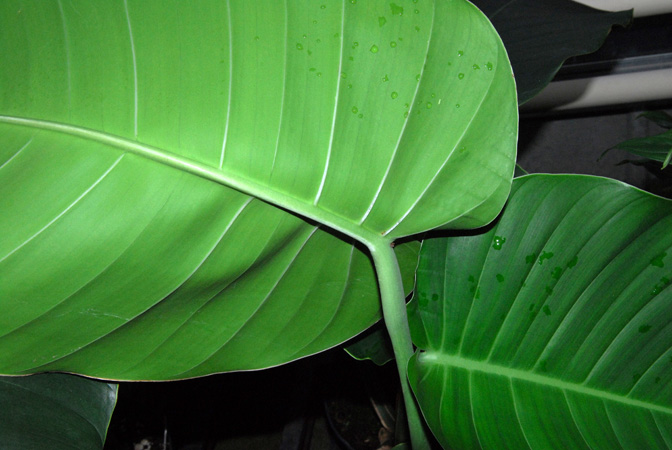 Rhaphidophora megaphylla