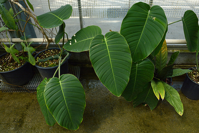 Rhaphidophora megaphylla