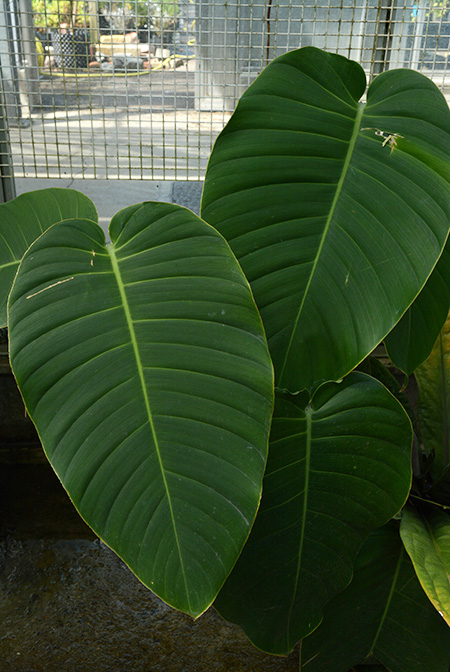 Rhaphidophora megaphylla