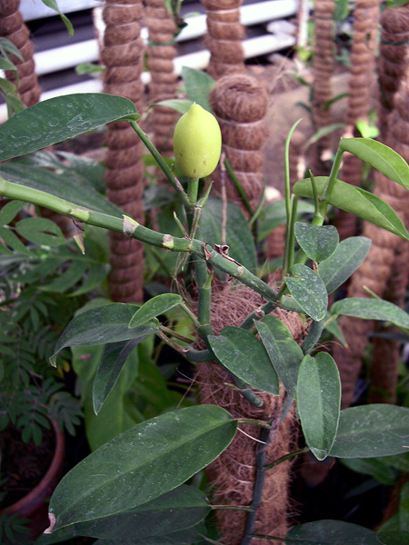 Rhaphidophora neoguineensis