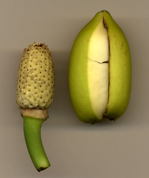 Rhaphidophora neoguineensis