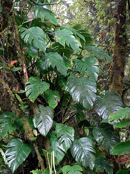 Rhaphidophora nicolsonii