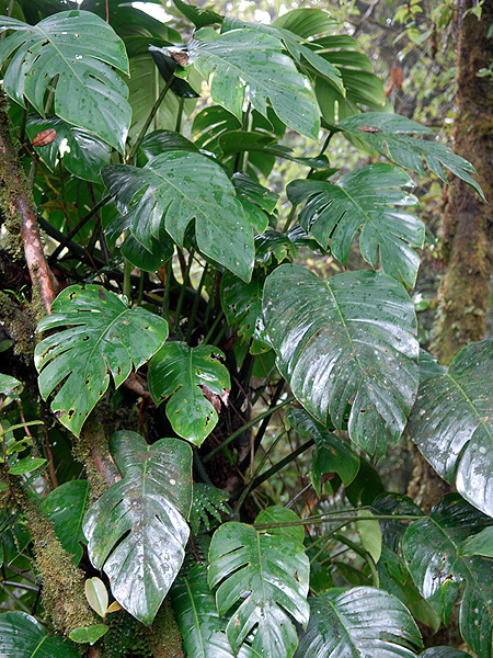 Rhaphidophora nicolsonii
