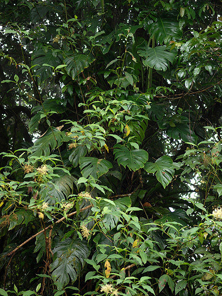 Rhaphidophora nicolsonii