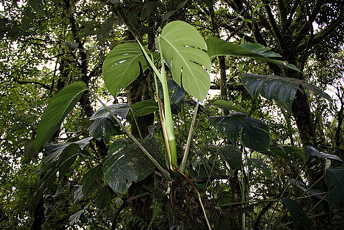 Rhaphidophora nicolsonii