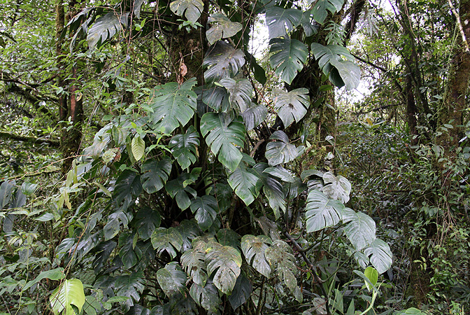 Rhaphidophora nicolsonii