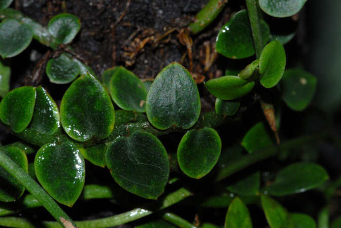 Rhaphidophora pachyphylla