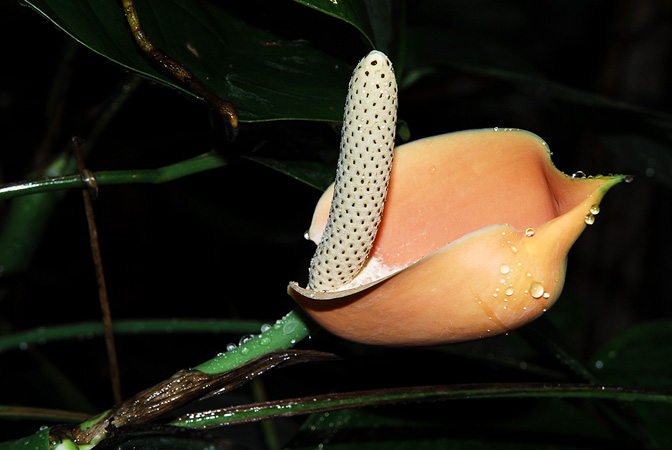 Rhaphidophora peepla