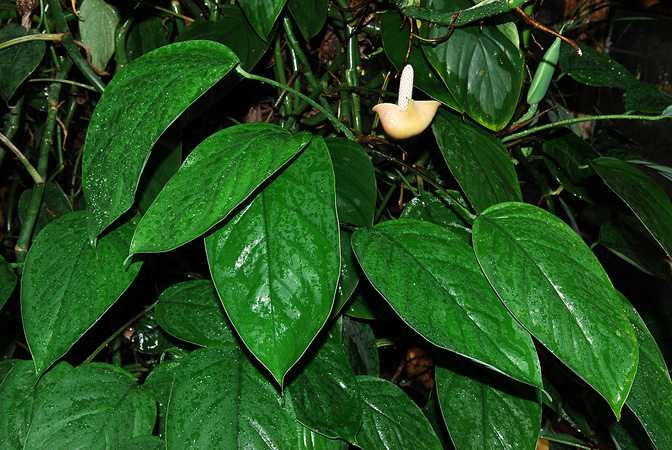 Rhaphidophora peepla