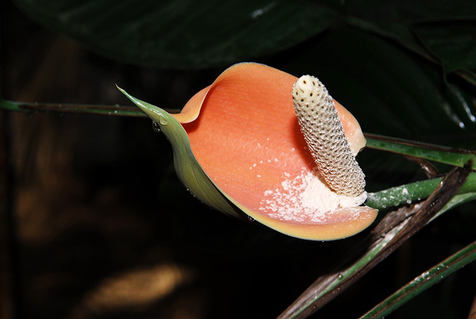 Rhaphidophora peepla