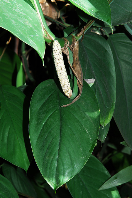 Rhaphidophora peepla