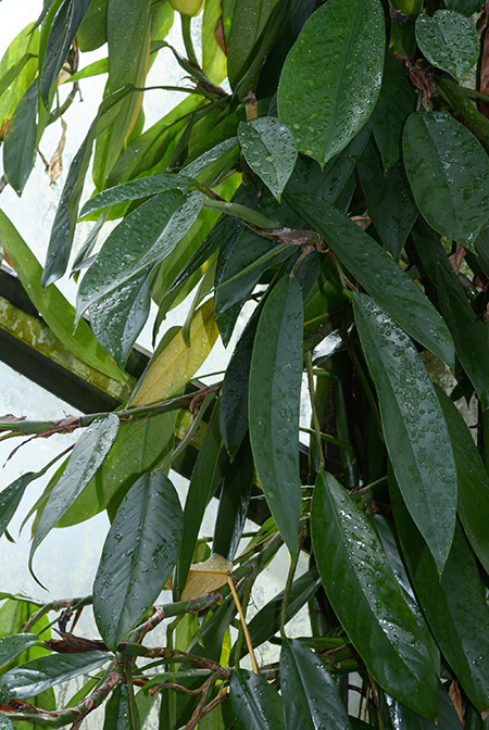 Rhaphidophora petrieana