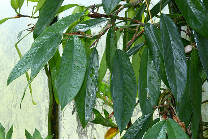 Rhaphidophora petrieana