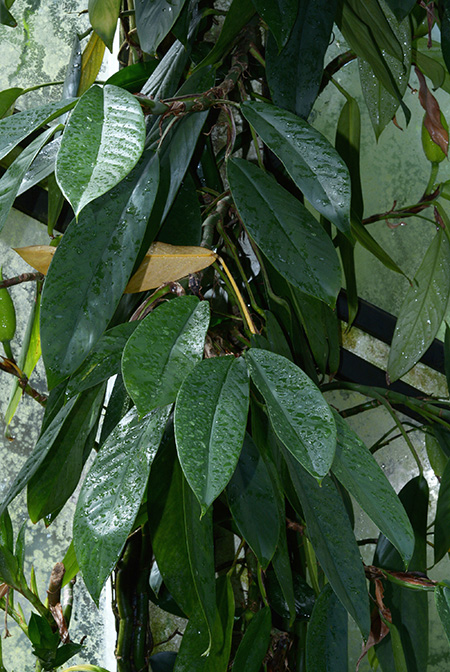 Rhaphidophora petrieana