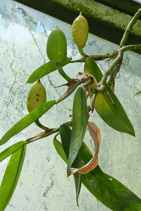 Rhaphidophora petrieana