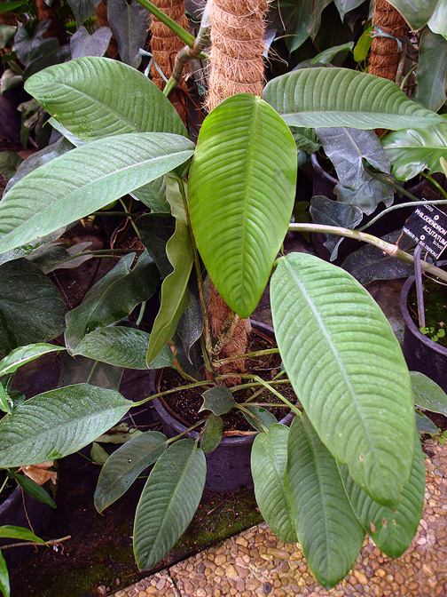 Rhaphidophora microperforata