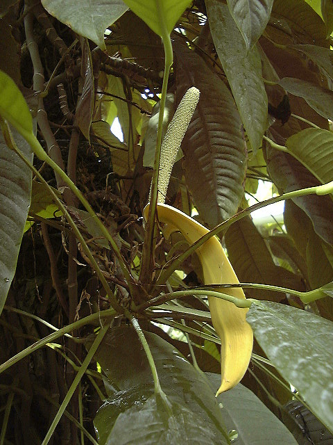 Rhaphidophora puberula