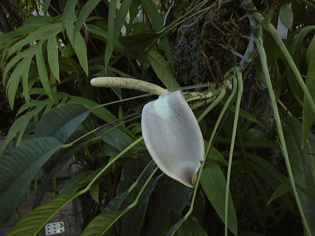 Rhaphidophora puberula