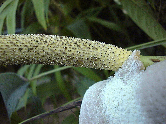 Rhaphidophora puberula