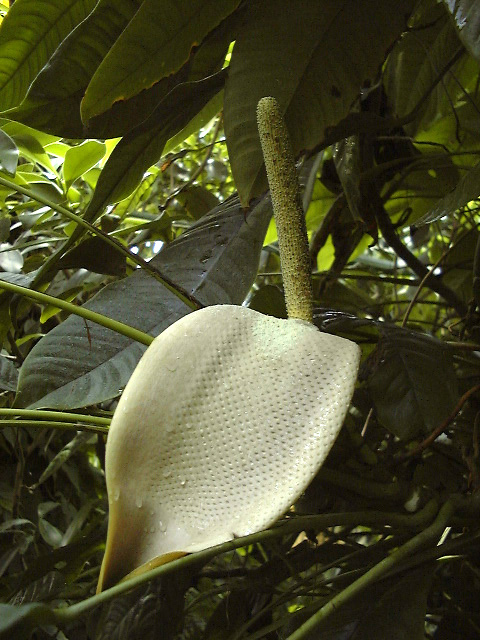 Rhaphidophora puberula
